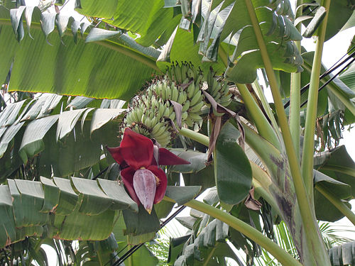 musa acuminata